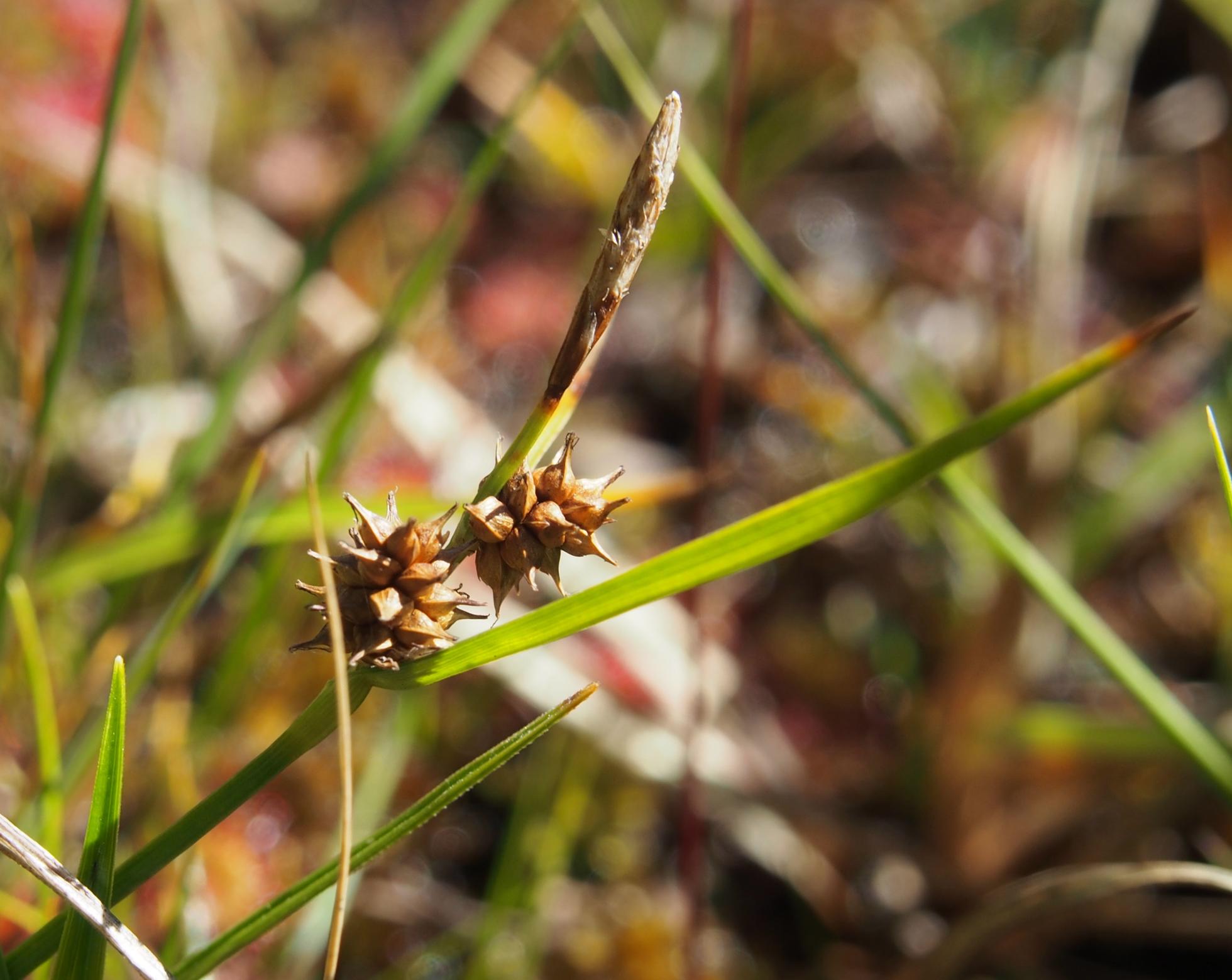 Sedge, Large Yellow